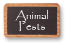 Animal Pests