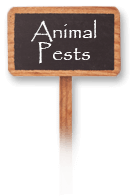 Animal Pests